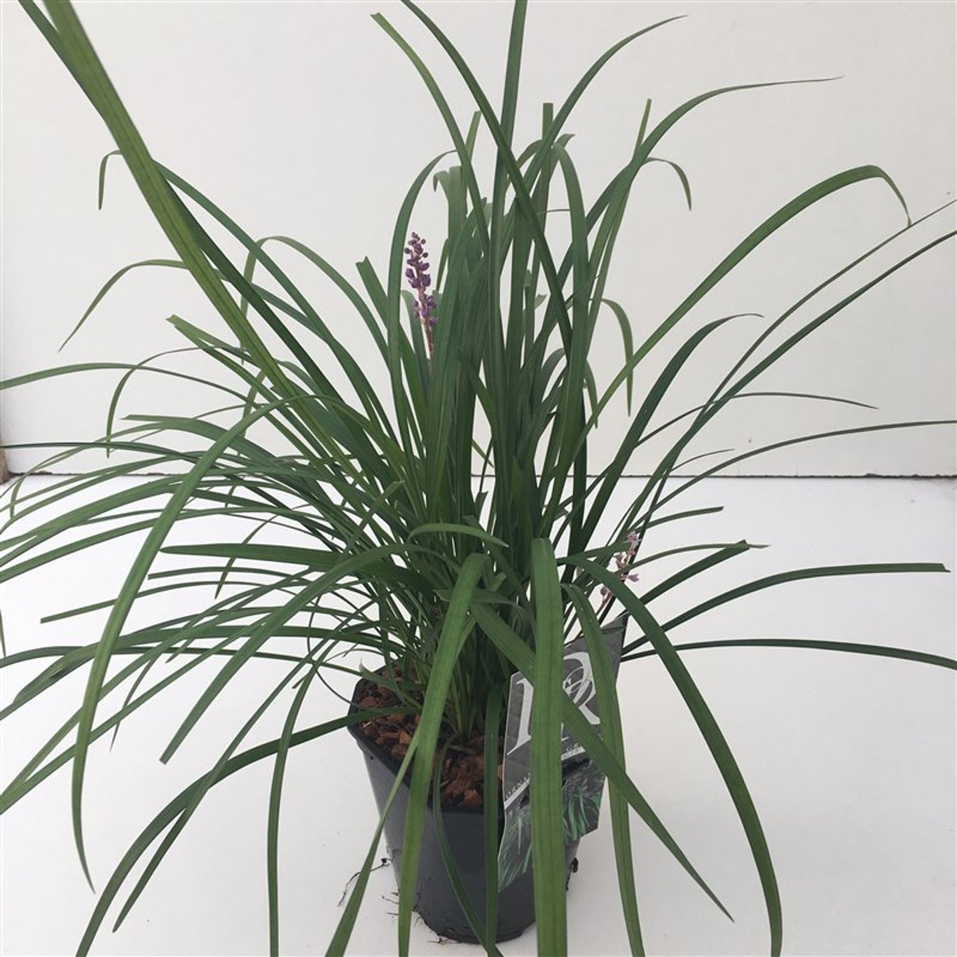 Liriope muscari 'Big Blue' - C2